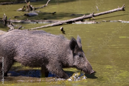 Wildschwein läuft durch Wasser