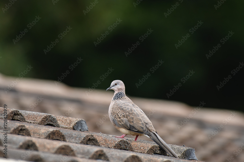 Spotted dove(Spilopelia chinensis) medium sized bird sits on the roof of the house. Spotted dove(Spilopelia chinensis) medium sized bird sits on the roof of the house.