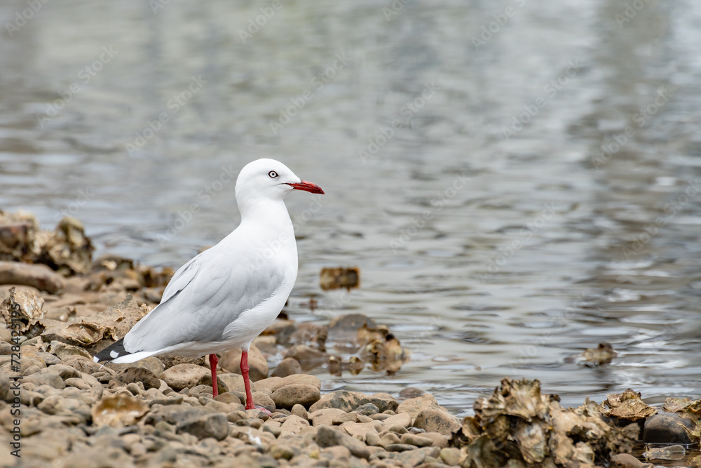 Silver gull (Chroicocephalus novaehollandiae), a medium-sized bird with white and gray plumage, the animal stands on a sandy beach by the sea. Silver gull (Chroicocephalus novaehollandiae), a medium-sized bird with white and gray plumage, the animal stands on a sandy beach by the sea.