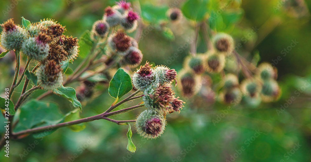 burdocks grow in the garden. Selective focus. burdocks grow in the garden. Selective focus.