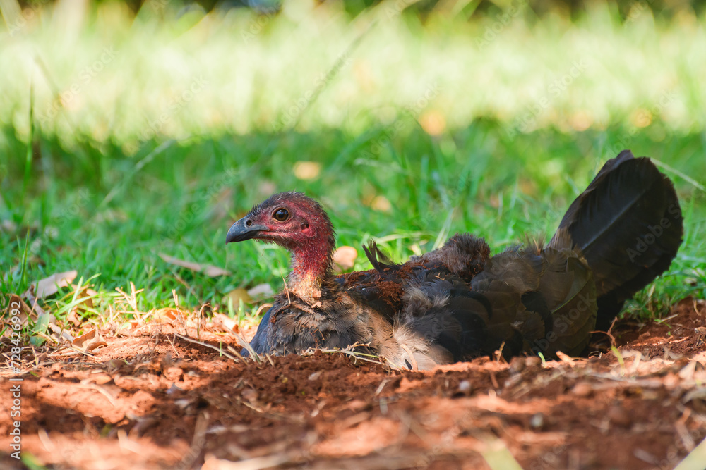 Australian brushturkey (Alectura lathami) a large bird with brown plumage and a red head, the animal cools itself in a hole dug in the ground. Australian brushturkey (Alectura lathami) a large bird with brown plumage and a red head, the animal cools itself in a hole dug in the ground.