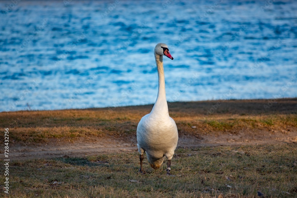 Obraz premium Swan walks along the river bank