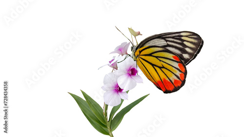 butterfly on flower