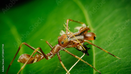 Kerengga ant-like jumper spider (Myrmarachne plataleoides) and prey on green leaf, Insect macro photography, Selective focus.