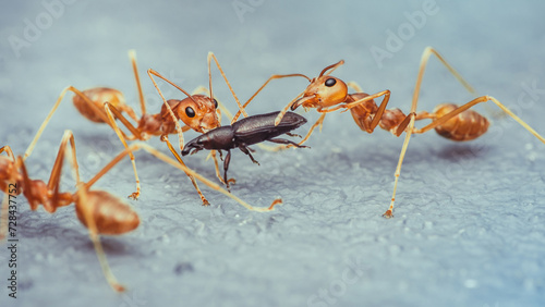 Red ants team is moving the prey, Red ants is team work, Selective focus. © NuayLub