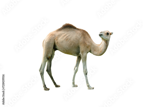 camel  cameius dromedarius  isolated on white background