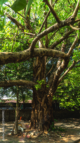 Big tree Branches Background HD 