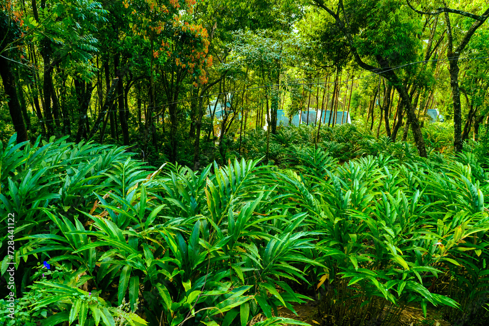 Fototapeta premium Cardamom (Elaichi) Plant in Munnar Kerala