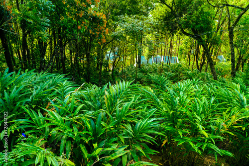 Cardamom (Elaichi) Plant in Munnar Kerala