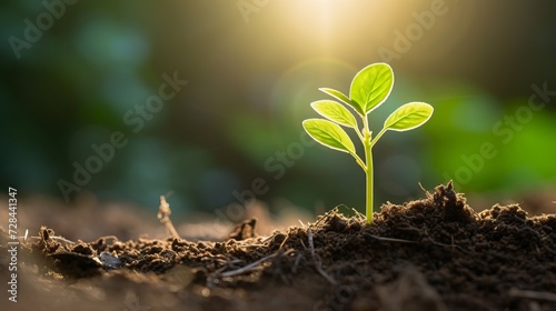 A small plant is knocked out of the soil.