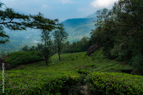Green tea plantations in Munnar, Kerala, India stock photo 
