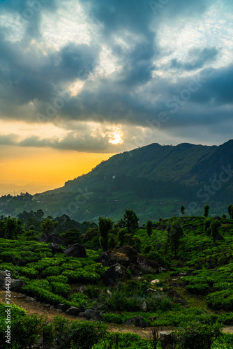 Green tea plantations in Munnar, Kerala, India stock photo  photo