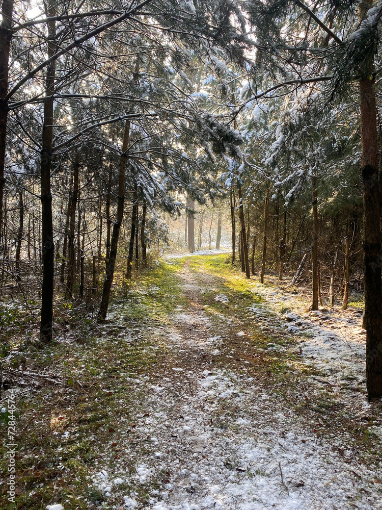 Fototapeta premium Pine and spruce trees in a snowy forest in winter