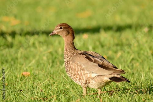 Australian wood duck  Chenonetta jubata  female medium size water bird  animal stands on green grass in the park.