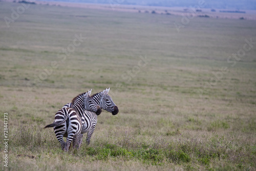 Stado zebra na afrykańskiej sawannie