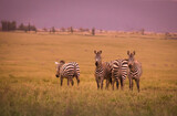 Stado zebra na afrykańskiej sawannie