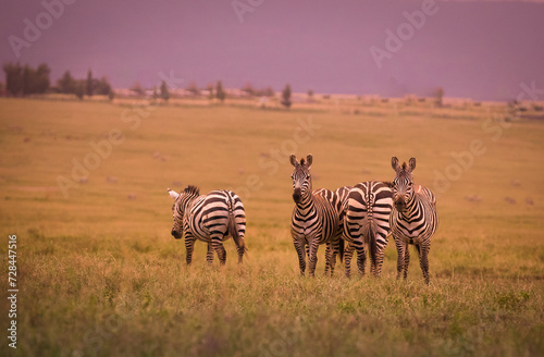 Stado zebra na afryka  skiej sawannie