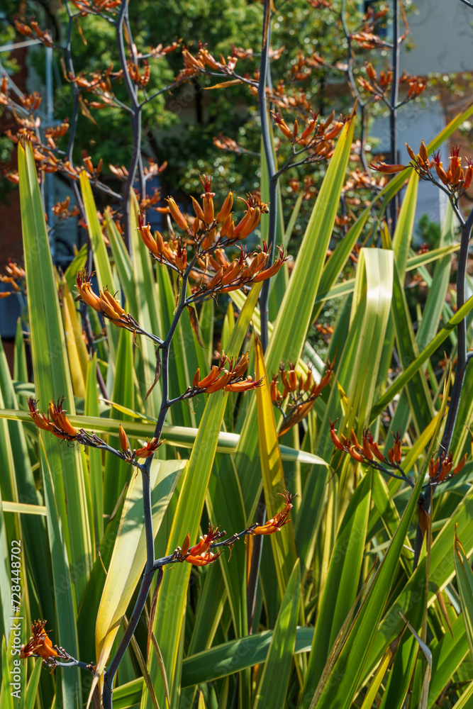 New Zealand flax flowers in bloom. Orange fowers of Flax Lily Plant (Phormium tenax) or harakeke