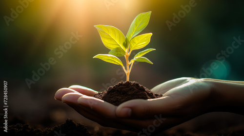 Hand holding a sapling with soil with sunray. Environmental conservation. Reforestation concept. Ecosystem restoration. 
