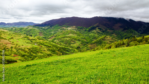 Fototapeta Naklejka Na Ścianę i Meble -  grassy alpine meadow on the hill. mountainous rural landscape in spring on an overcast day. panoramic view of carpathian countryside of ukraine