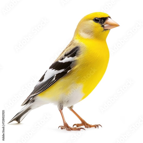 American Goldfinch standing side view isolated on white background, photo realistic.