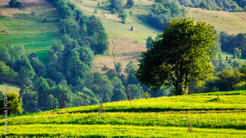 trees on the grassy hill in evening light. mountainous rural landscape of ukraine in summer.