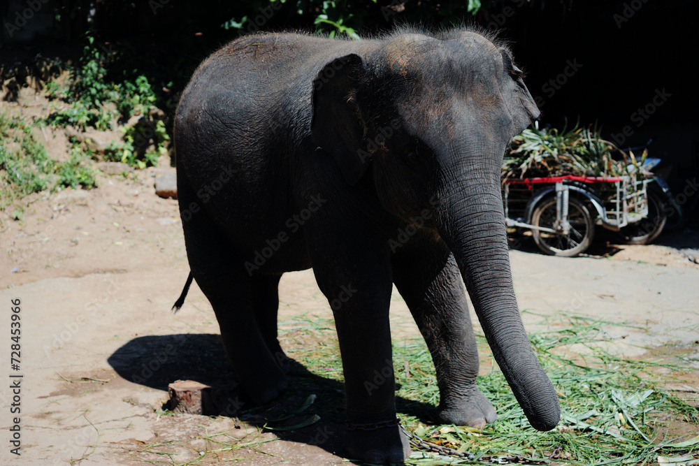 Outdoors portrait of asian elephant