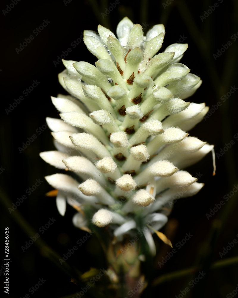 Close-up of Australian alpine flowers against a dark background Close-up of Australian alpine flowers against a dark background