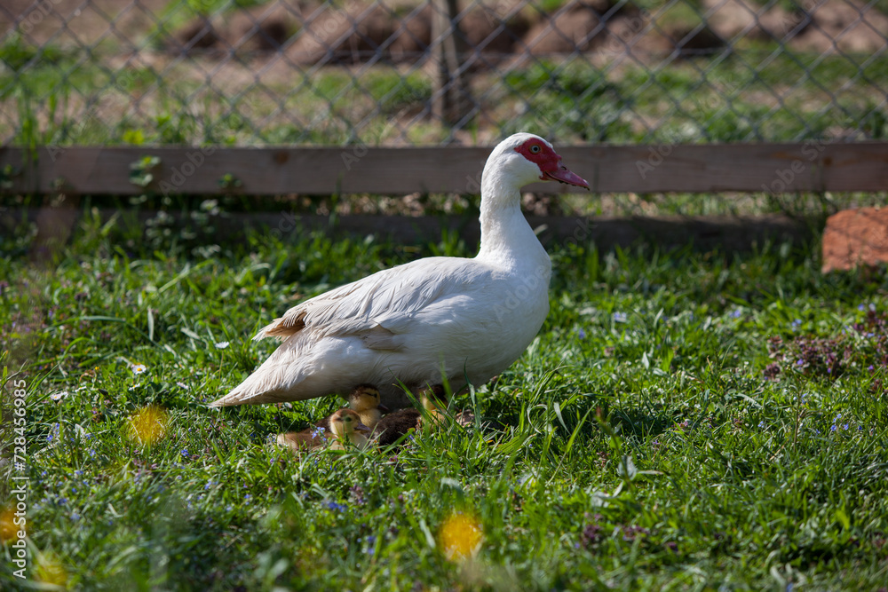 Muscovy duck female with litlle ducklings in permaculure garden Muscovy duck female with litlle ducklings in permaculure garden