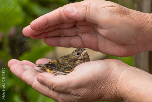 Bird in hand receiving Reiki.