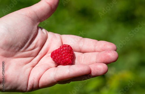 Harvesting ripe raspberries by hand.