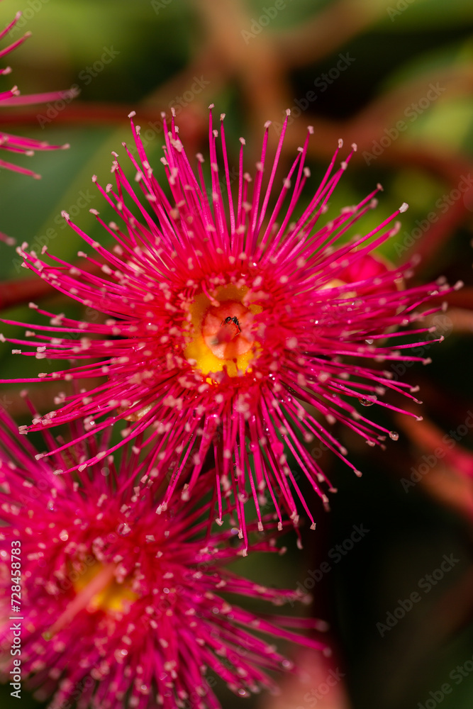 Close up vertical macro shot of bright pink eucalyptus flowers Close up vertical macro shot of bright pink eucalyptus flowers