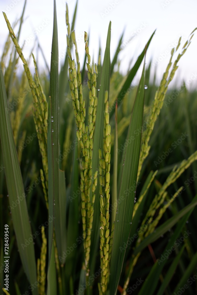 Fototapeta premium rice trees that have been fruitful in the morning
