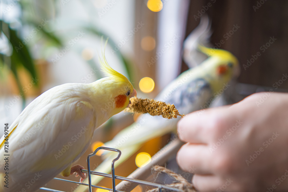 Obraz premium Yellow cockatiel parrot.Cute cockatiel.Home pet parrot.The best cockatiel.Beautiful photo of a bird.Ornithology.Funny parrot.Cockatiel parrot. Home pet yellow bird.Beautiful feathers.Love for animals