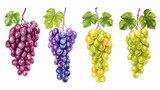 Bunch of grapes isolated on white background. Watercolor  .