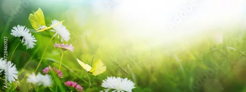 Obraz  z motywem Art Beautiful spring nature background. Daisy flowers in green grass, a blooming wild field meadow and butterflies flying above it. Wide format, copy space.