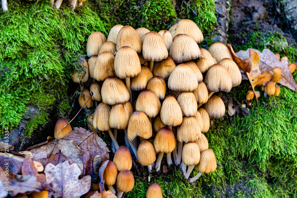 Photography to theme large beautiful poisonous mushroom in forest on leaves background Photography to theme large beautiful poisonous mushroom in forest on leaves background