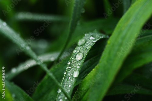 Close-up of wet grasses during rainy season