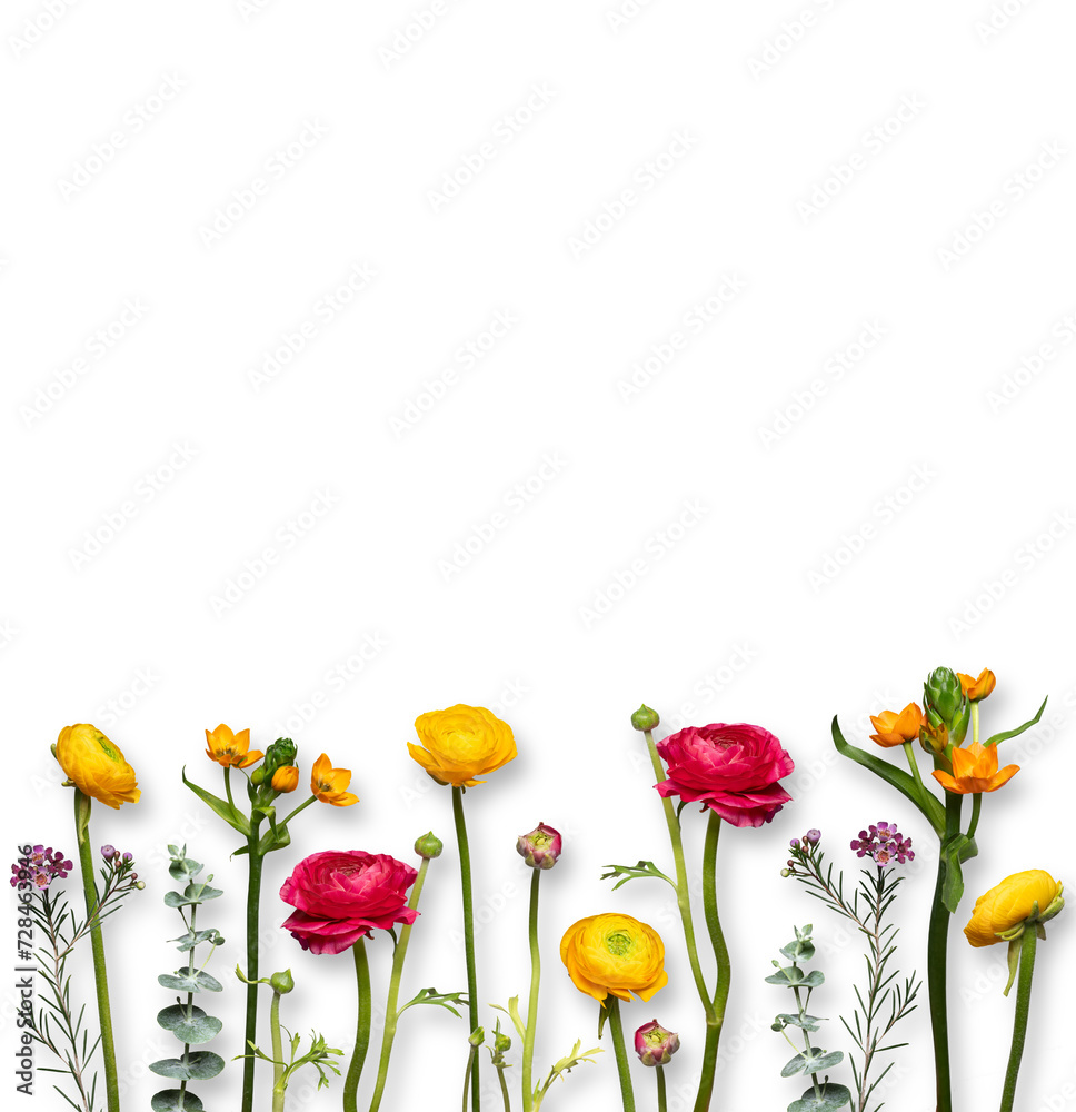 bunte, gelbe und rote farbenfrohe, fröhliche Blumen nebeneinander in einer Reihe freigestellt vor transparent Hintergrund. Platz für Text und copy space - obrazy, fototapety, plakaty 