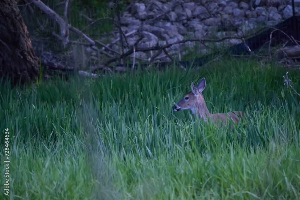 Deer Deer