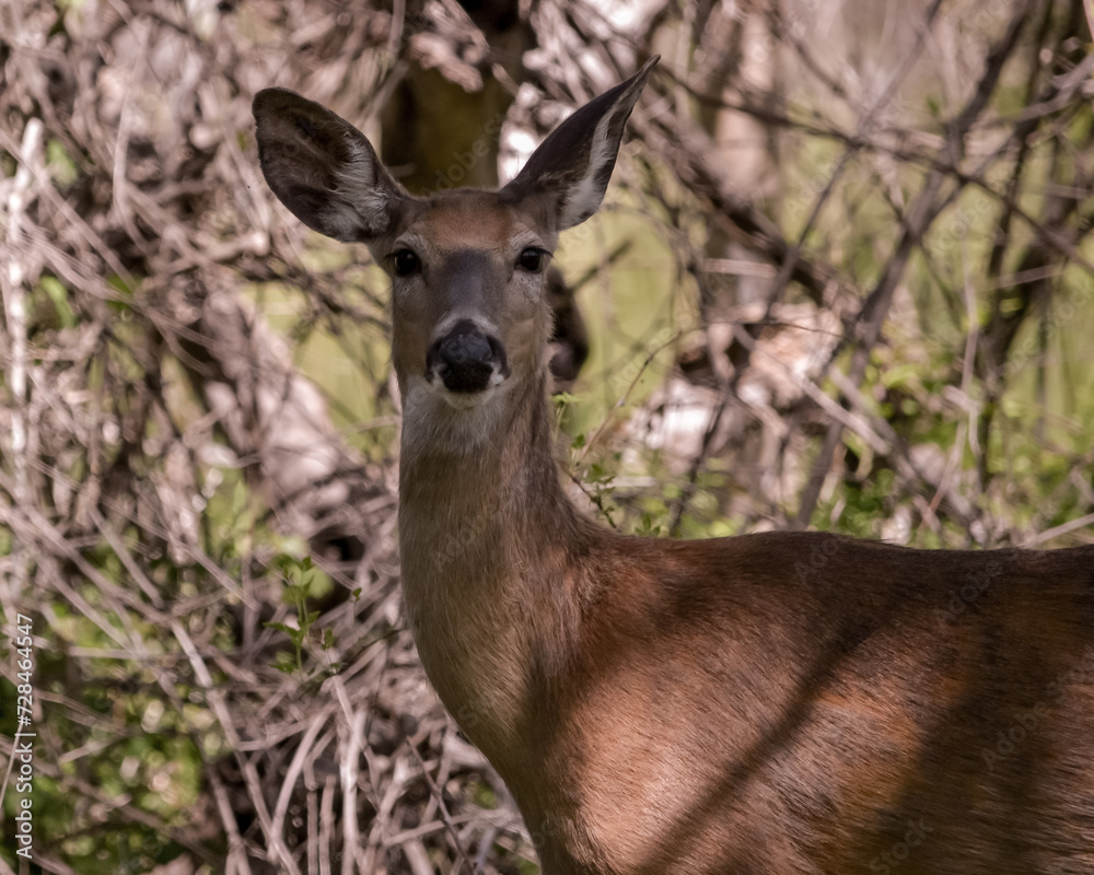 Deer Deer