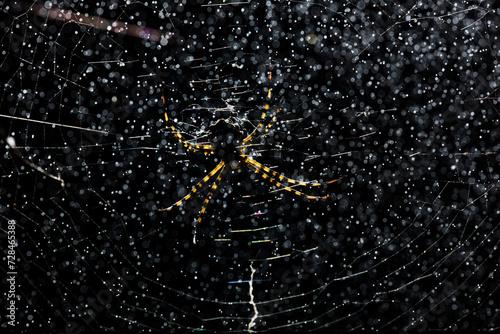 Tiger spider in its web at night