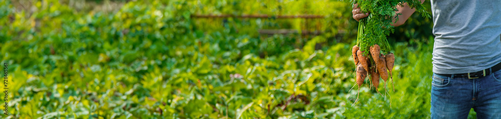 A farmer harvests carrots and beets in the garden. Selective focus. A farmer harvests carrots and beets in the garden. Selective focus.