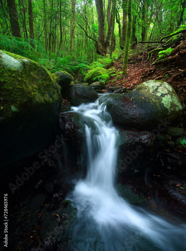 Silky water cascades over mossy rocks in a serene laurisilva forest in La Gomera, embodying the tranquil essence of nature photo