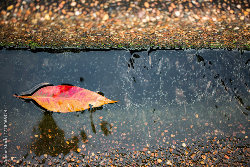 Autumn leaf in gutter running with water