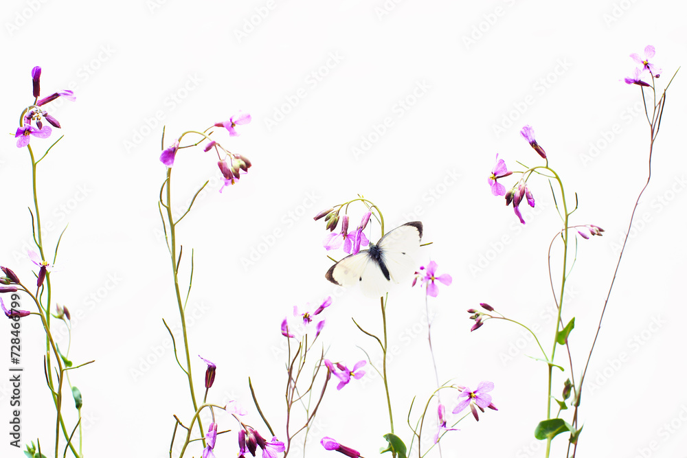 Cabbage White Butterfly on Purple Wildflowers Cabbage White Butterfly on Purple Wildflowers