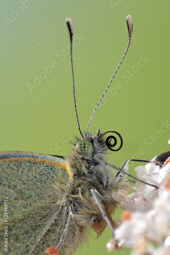Close-up of Cabbage White Butterfly, Pieris rapae