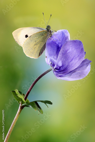 Cabbage white butterfly rests on a purple flower