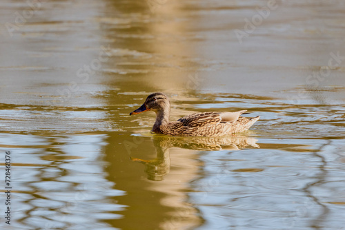 Wild Duck on a lake in the park on a sunny winter day.