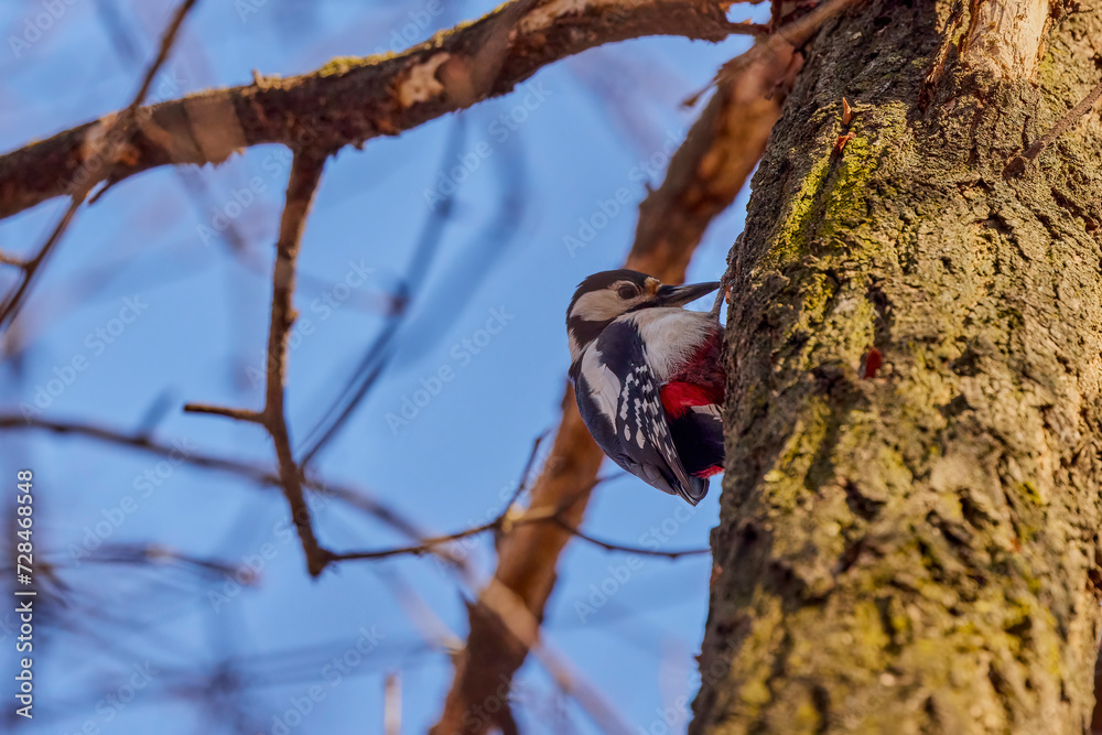 Leiopicus medius, on a tree looking for food Leiopicus medius, on a tree looking for food